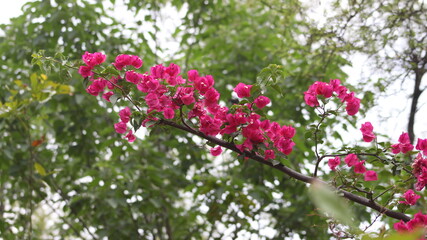pink flowers in the flower branch