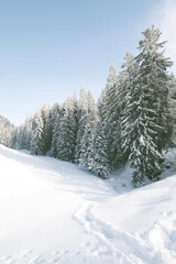 Obraz premium Snow covered trees in winter