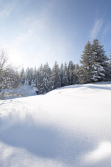 Obraz premium Snow covered trees