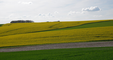 Rapsfelder im Niederbergischen Land