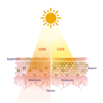 UVA and UVB radiation penetrate into the skin layer vector on white background. UVA and UVB rays affect the skin in different ways. 