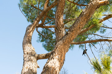 Old aleppo pine tree and Hooded crow on the branch, Pinus Halapensis, in Zadar, Croatia