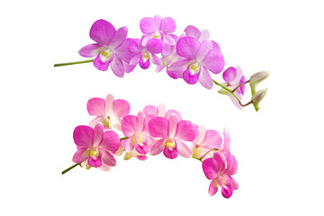  Isolated PNG file of a pink and purple orchid flower image  - Powered by Adobe