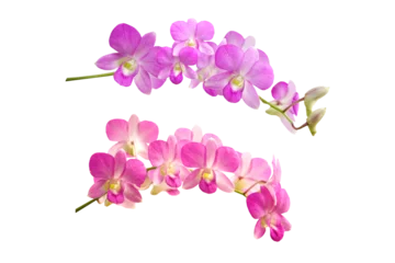 Foto op Aluminium  Isolated PNG file of a pink and purple orchid flower image  © doucefleur