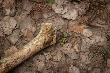 Old animal bone in nature in the grass