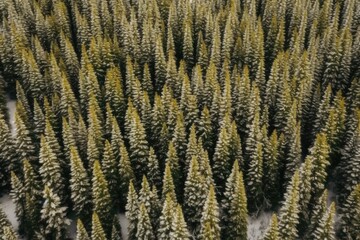 winter wonderland with snow-covered pine trees. Generative AI Generative AI