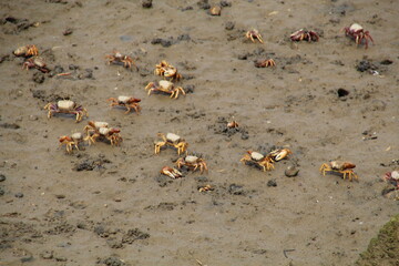 ants on the beach
