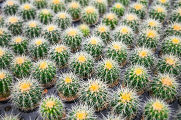 Obraz premium Cactus garden , Cactus pot decorate in the garden, beautiful cactus farm and succulent plants garden in greenhouse