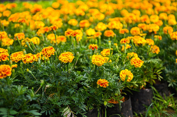 marigold flower blossom on the garden, flower yellow and orange marigold flowers for decorate garden