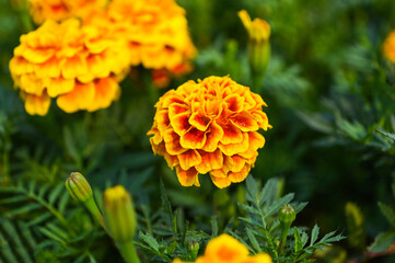 marigold flower blossom on the garden, flower yellow and orange marigold flowers for decorate garden
