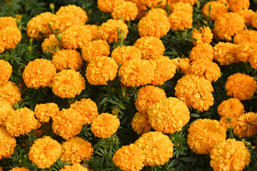 marigold flower blossom on the garden, flower yellow and orange marigold flowers for decorate garden