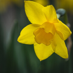 Eine gelbe Blume mit schönem Hintergrund.