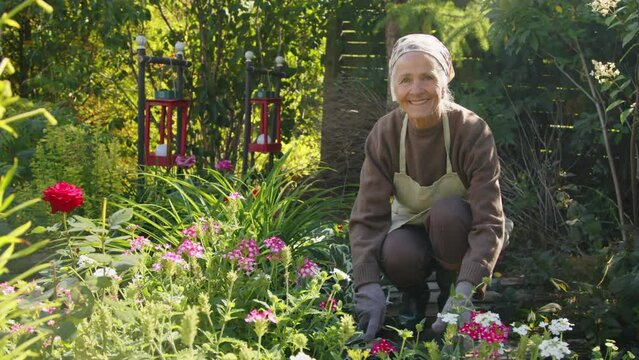 Medium portrait of lovely grandma wearing comfortable clothes with apron and kerchief on her head working in her garden on sunny day smiling at camera