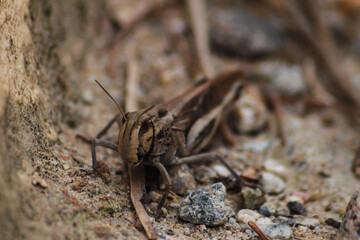 La mirada de el saltamontes
