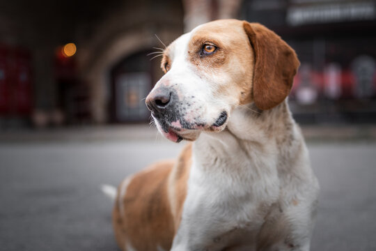 Stray dog. Photo of homeless stray dog from street of  Nis town in Serbia. This dog lives on the street and he is always near people and he is begging to give him some food and attention