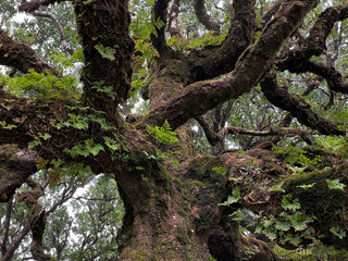 Mit Moos, Flechten und Farn bewachsener Baumstamm eines uralten Loorbeerbaums im Feenwald von Fanal, Madeira, Portugal