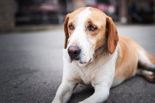 Stray dog. Photo of homeless stray dog from street of  Nis town in Serbia. This dog lives on the street and he is always near people and he is begging to give him some food and attention
