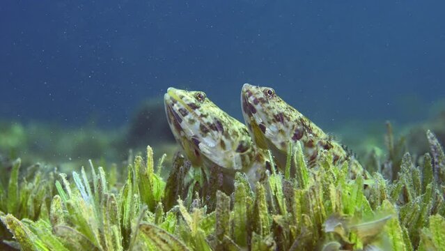 Close up portrait of pair of Slender Lizardfish or Gracile lizardfish (Saurida gracilis) lie on green seagrass meadow on blue water background in evening with sunset in sunbeams