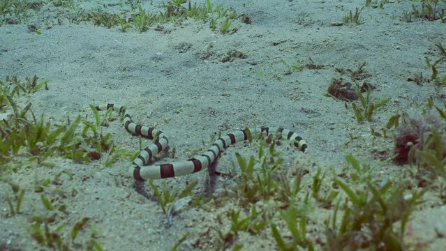 Harlequin Snake Eel (Myrichthys colubrinus) crawls along sandy bottom covered with green sea grass in daytime, Slow motion