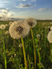 Dandelion in the meadow. A fluffy dandelion in grass. Summer sunset ligh. A green field. Meadow. Blue sky and white clouds. Wildflowers.
