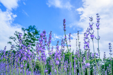 北海道富良野　一面のラベンダー畑