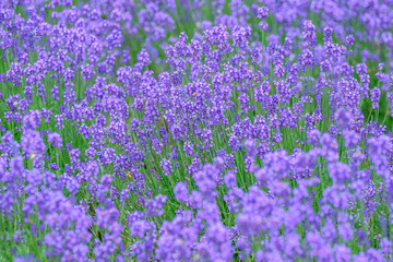 北海道富良野　一面のラベンダー畑