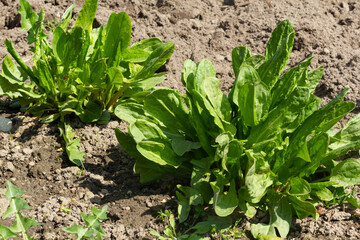 A sorrel plant grows in a garden bed. Healthy food, nutrients