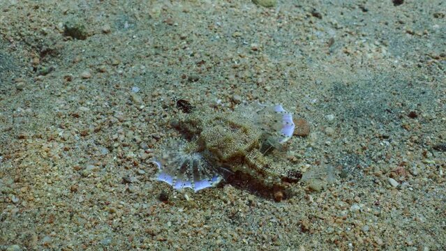 Close-up of Common Seamoth, Little Dragonfish or Short Dragonfish (Eurypegasus draconis) walking on sand bottom on sunny day in sun glare, top view