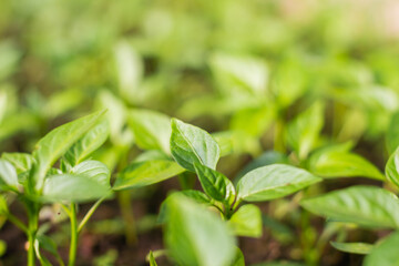 Pepper seedlings are grown in a greenhouse for later planting. Macro. Close-up. Selective focus.
