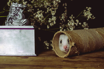 Hamster on a wooden table with white flowers