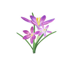 Watercolor bouquet of crocuses isolated on transparent background. Beautiful illustration for the design of postcards, greetings, patterns, for Save the Date, Valentines day, birthday, wedding cards