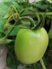green tomato in the garden