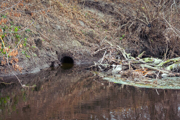 Entrance to a beaver hole on the river bank © andrei310