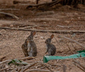 Conejo de campo © ismael