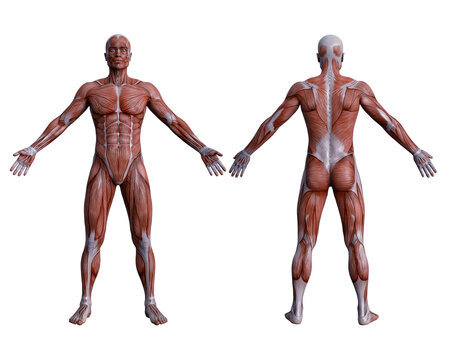 male and female anatomy 3d render