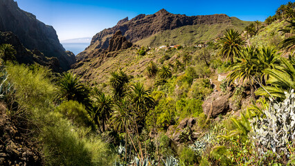 Panorama of Tenerife's fertile Barranco de Masca gorge with lush greenery, palm trees, rugged cliffs and Roque de Catana mountain, set against the backdrop of the Atlantic Ocean and La Gomera island.