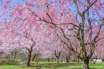 Fototapeta premium 弘前公園の桜、満開