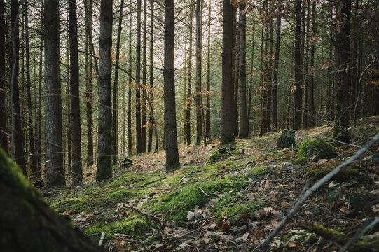 Forêt mousseuse_1 © Maxime