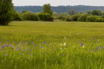 Blue Siberian iris on the protected litter meadows on the southern shore of the Ammersee in Bavaria