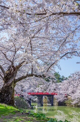 弘前公園の桜、満開