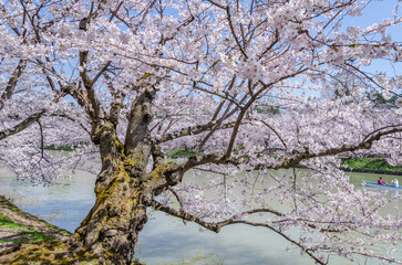 弘前公園の桜、満開