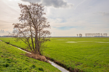 Fototapeta na wymiar Solitary tree on the edge of a narrow ditch in a Dutch polder landscape. It is a cloudy day in winter season. Puddles of water are visible on the grassland after prolonged rainfall.