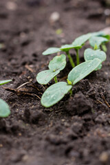 Healthy organic food concept. Seedling of a green plant of a cucumber. Close-up. Organic food