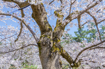 弘前公園の桜、満開