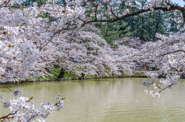Obraz na płótnie Canvas 弘前公園の桜、満開