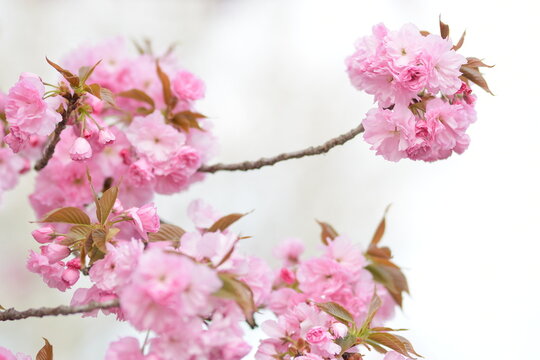 Fiori di ciliegio o pesco, variet&agrave; Kanzan