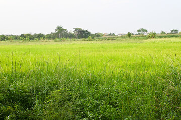 Rural rice green field in the evening