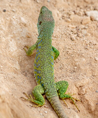 lagarto ocelado
