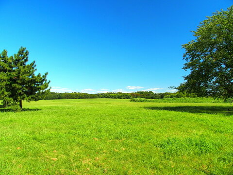 真夏の草原と楠のある水元公園風景