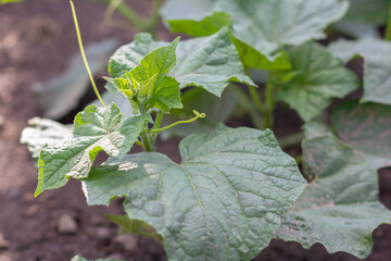 Seedling cucumber in the farmer's garden. Agriculture. Plant and life concept.
